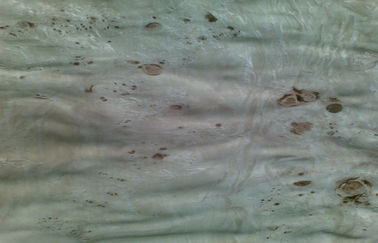Pioppo di legno dell'impiallacciatura della mobilia naturale del Burl con l'aa/A/grado di ab